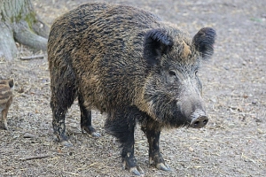 Afrikanische Schweinepest&nbsp;&copy;&nbsp;Pixabay