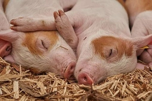 Schwein, Tier&nbsp;&copy;&nbsp;Pixabay