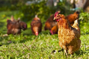 Huhn Geflügel&nbsp;&copy;&nbsp;Fotolia.com