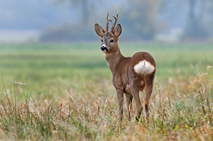 Reh Wild&nbsp;&copy;&nbsp;Fotolia.com