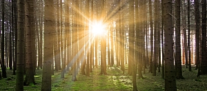 Wald Sonne&nbsp;&copy;&nbsp;Fotolia.com