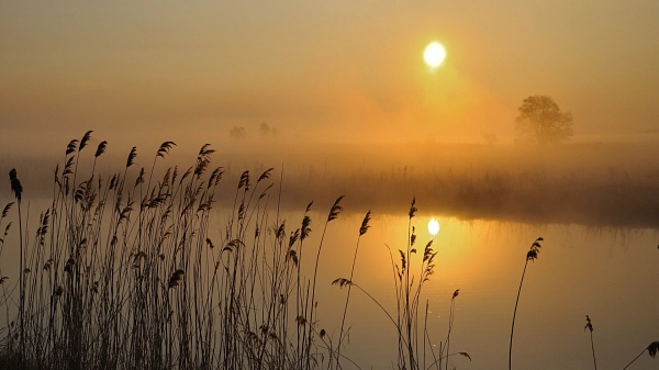 Frühjahrsmorgen an der Hamme