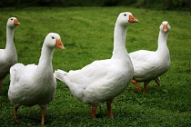Gänse; Geflügel&nbsp;&copy;&nbsp;Pixabay