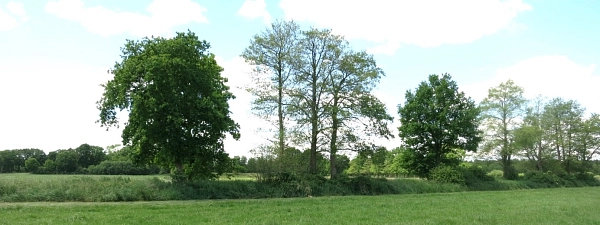 Wallhecke gepflegt