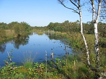 Hamberger Moor