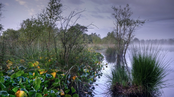 Hamberger Moor