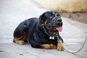 Hund&nbsp;&copy;&nbsp;pixabay GmbH