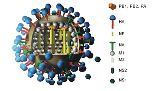 Influenza-Virus