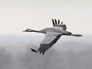 fliegender Kranich&nbsp;&copy;&nbsp;Canva