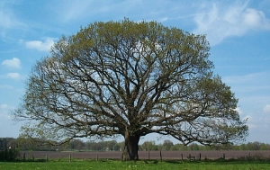 Kugeleiche im Frühling&nbsp;&copy;&nbsp;Landkreis Osterholz