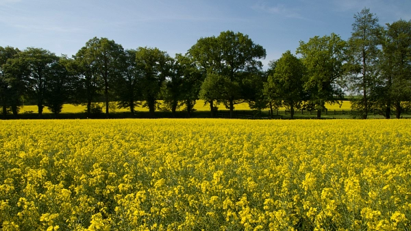 Rapsfelder in Freißenbüttel