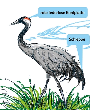Skizze Kranich&nbsp;&copy;&nbsp;Landkreis Osterholz