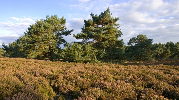 Spätsommer im Spingmoor