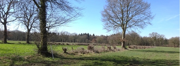 Pflege Wallhecke